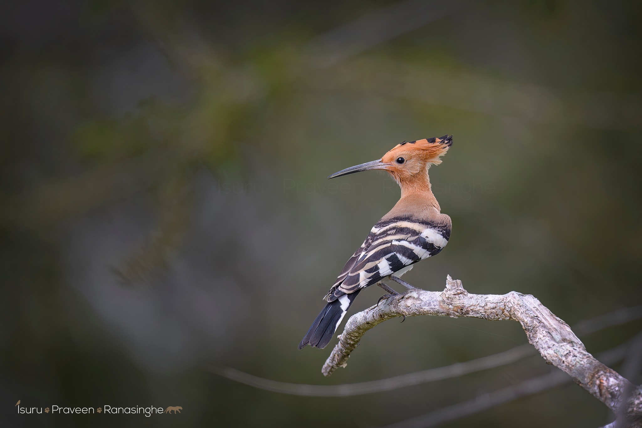 Yala National Park Safari