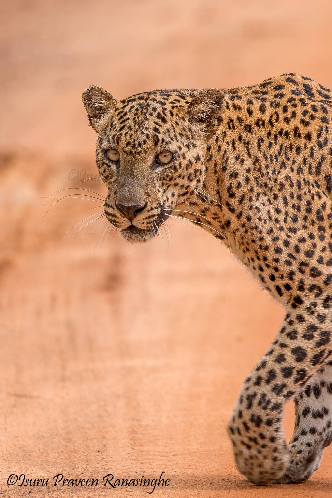 Yala National Park Safari