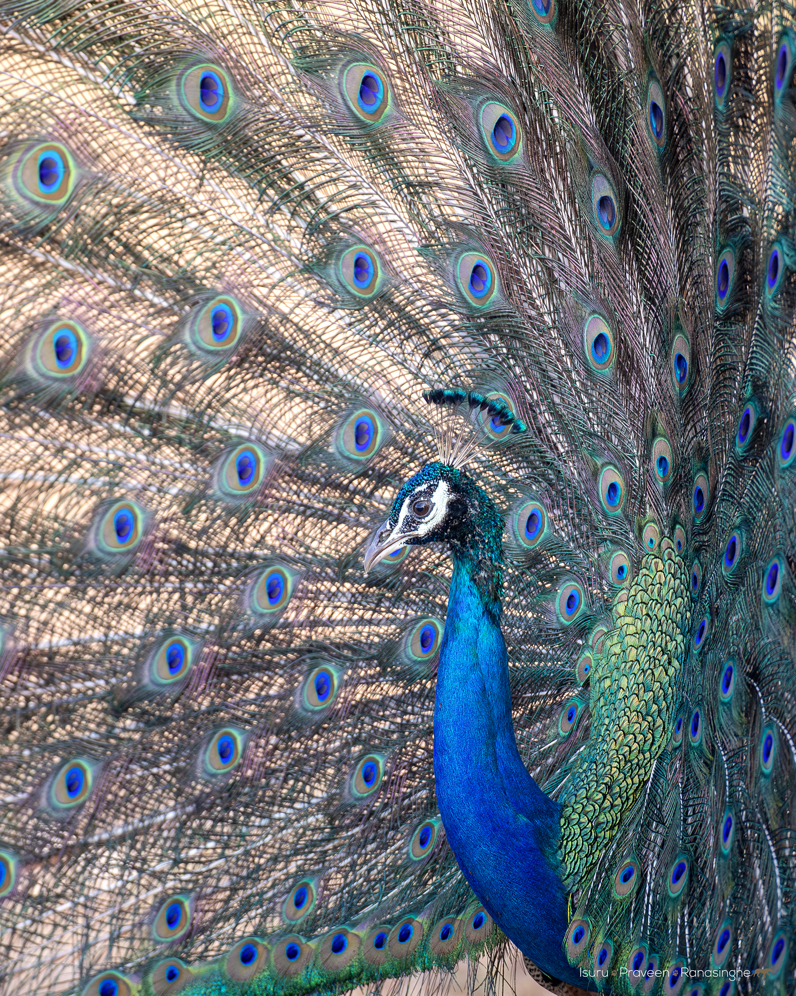 Yala National Park Safari