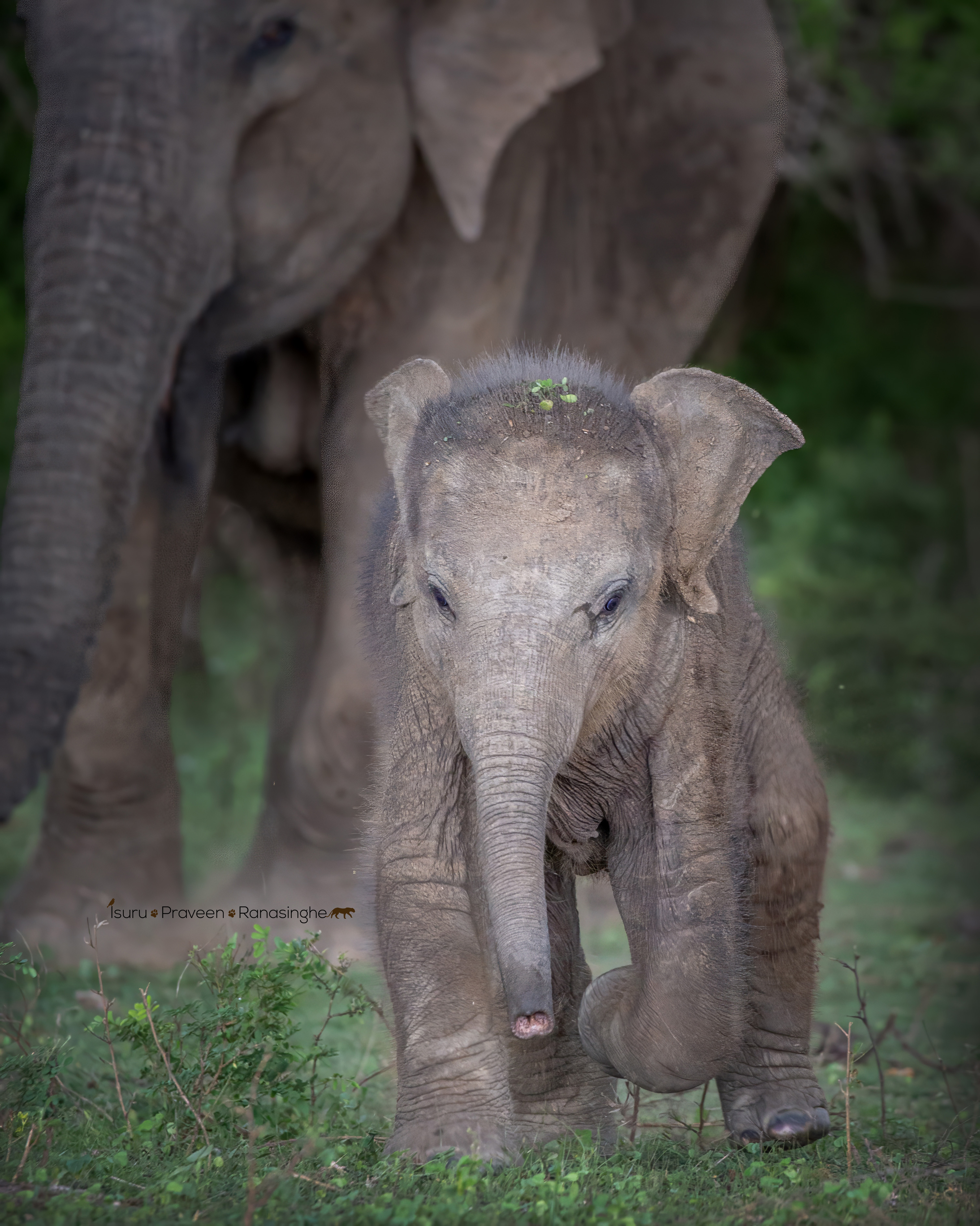 Yala National Park Safari