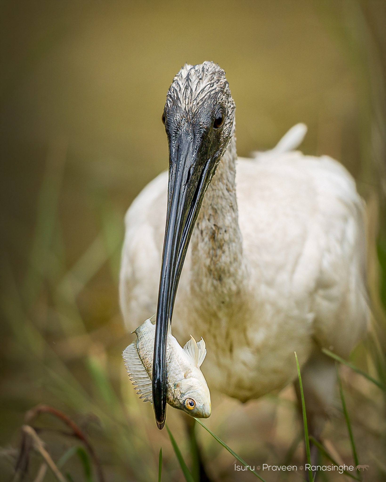 Yala National Park Safari