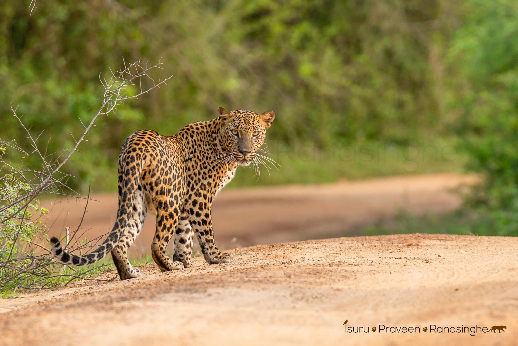 Yala National Park Safari
