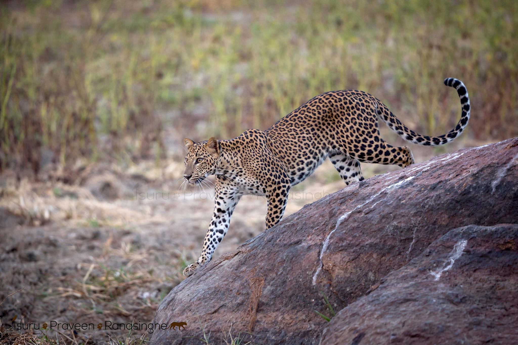 Yala National Park Safari