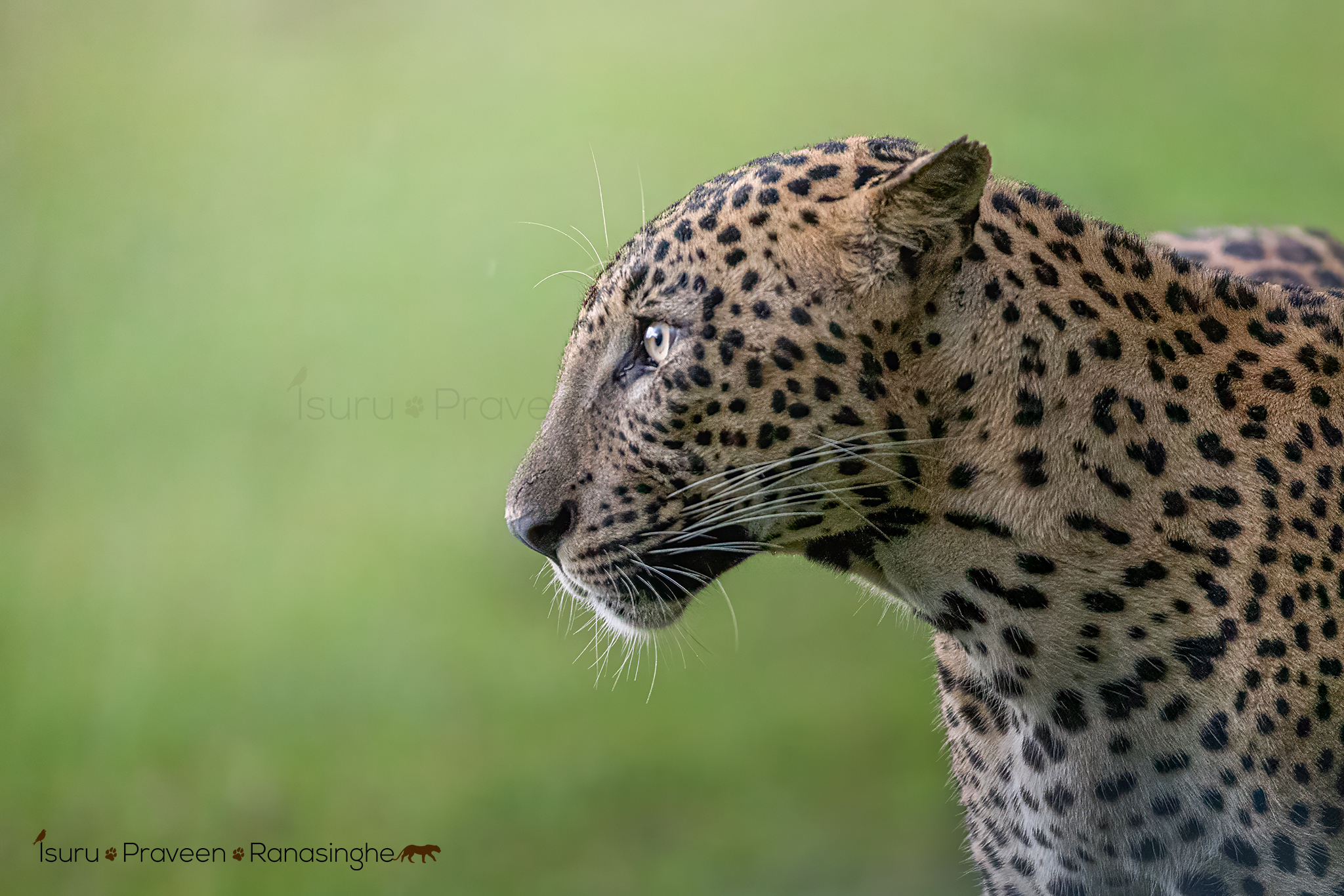 Yala National Park Safari