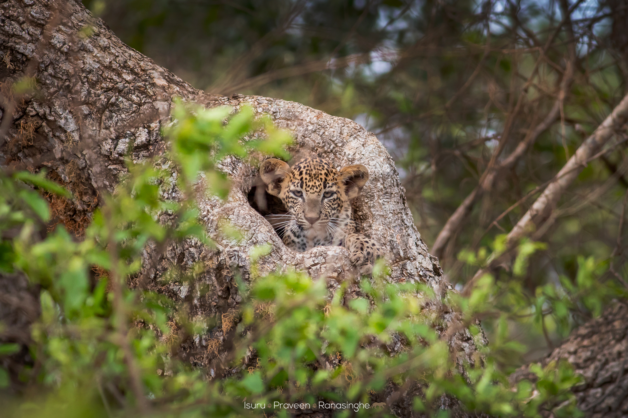 Yala National Park Safari