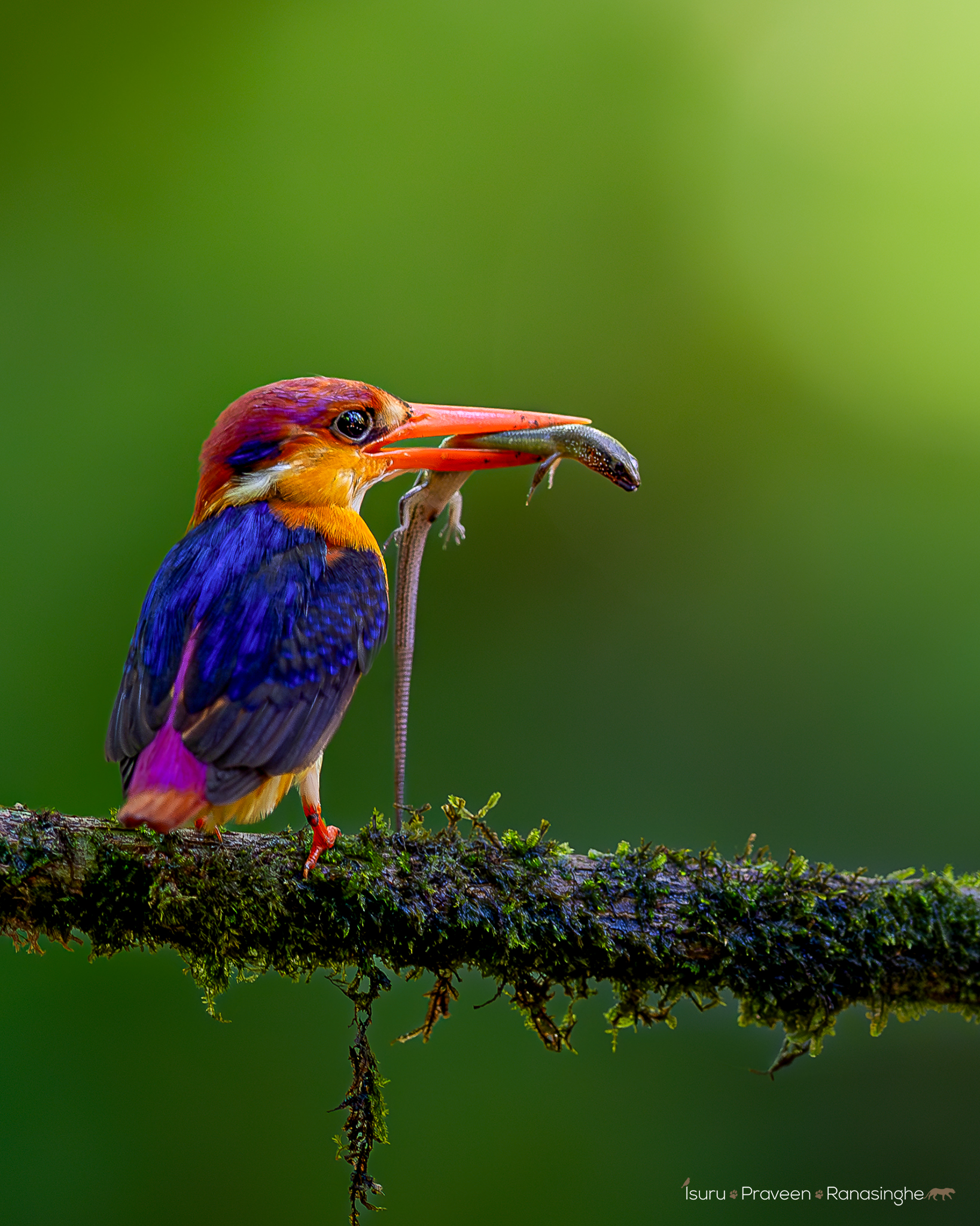 Sinharaja Rainforest Birding