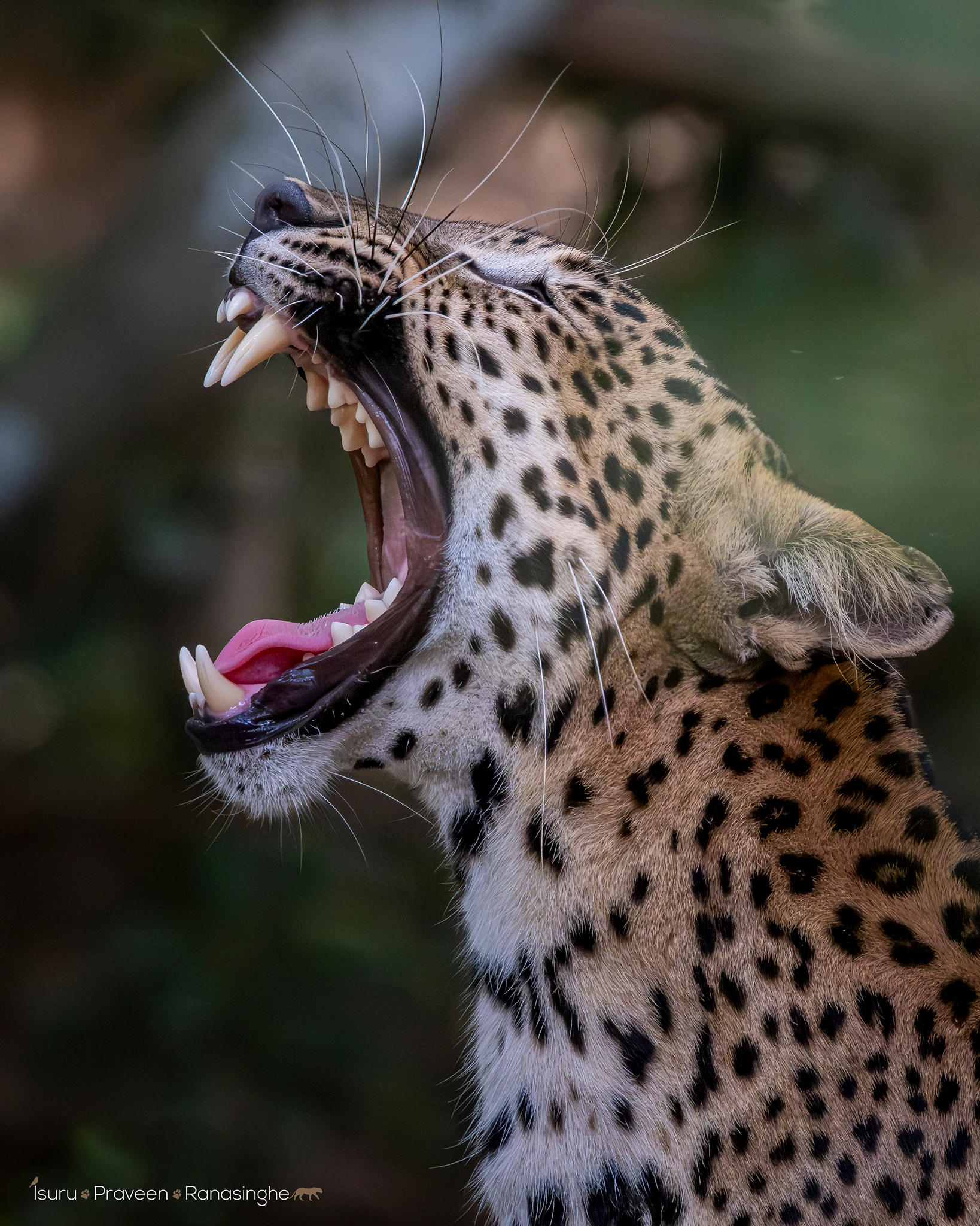 Wilpattu Leopard Safari