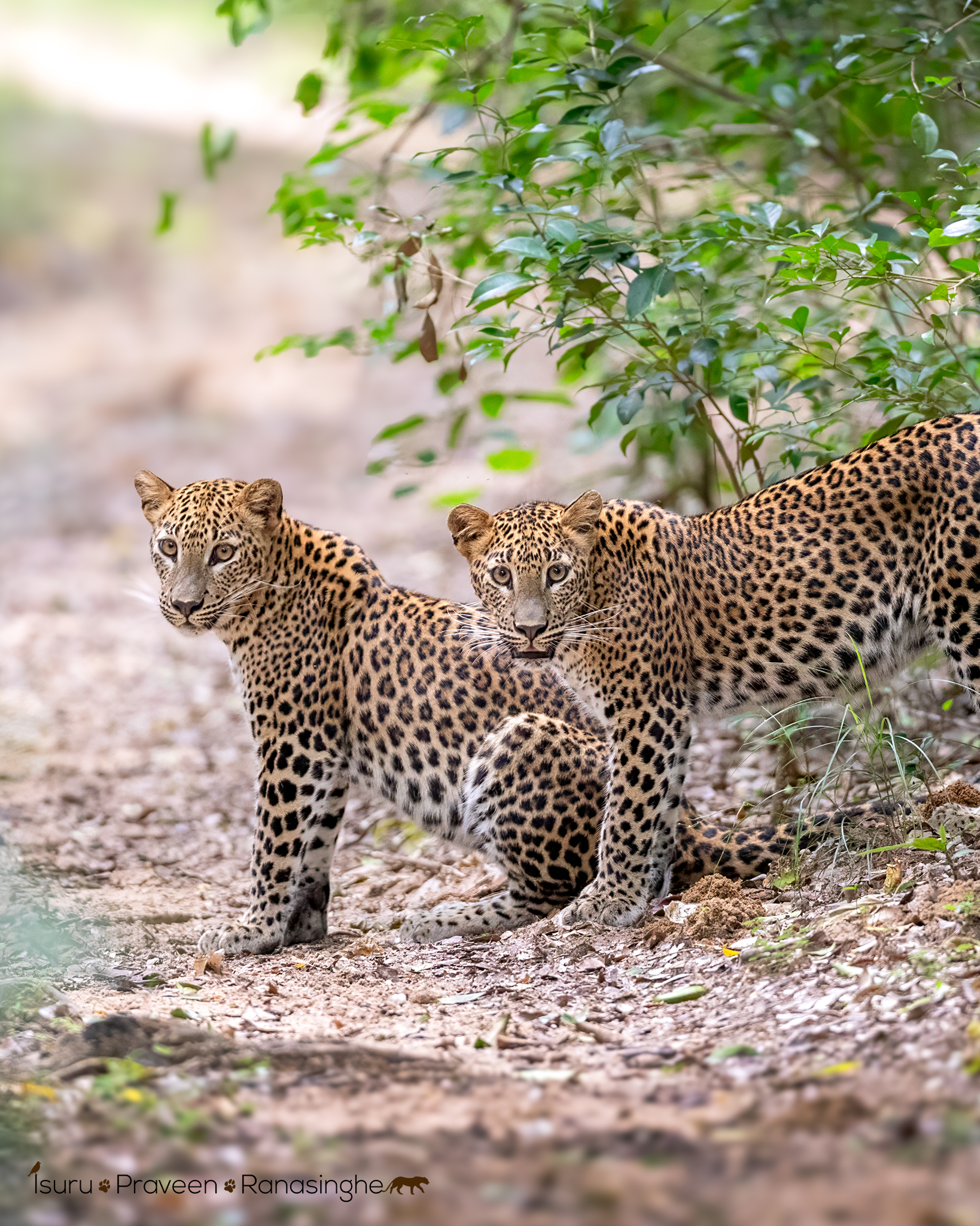 Wilpattu National Park Safari