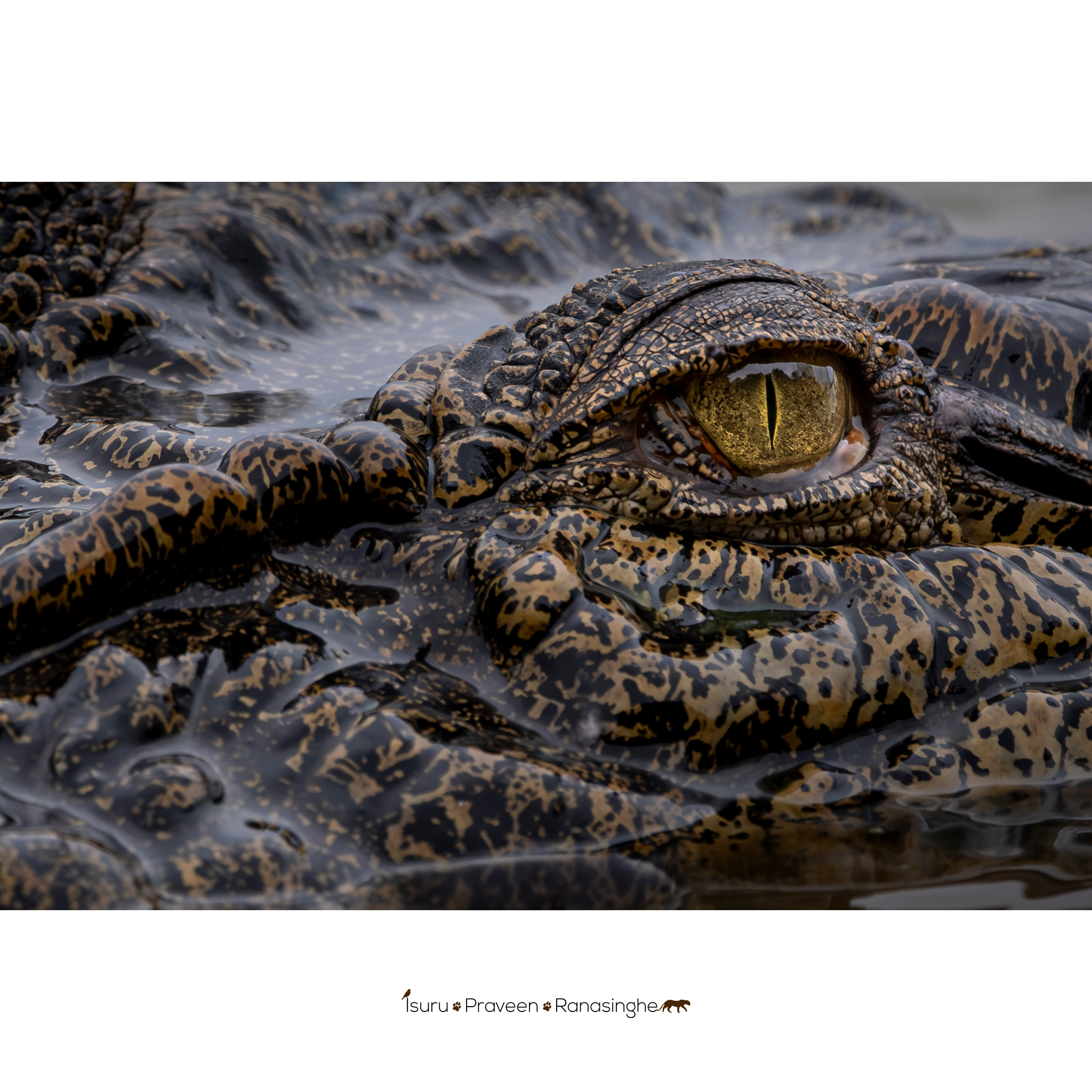 Wilpattu National Park Safari