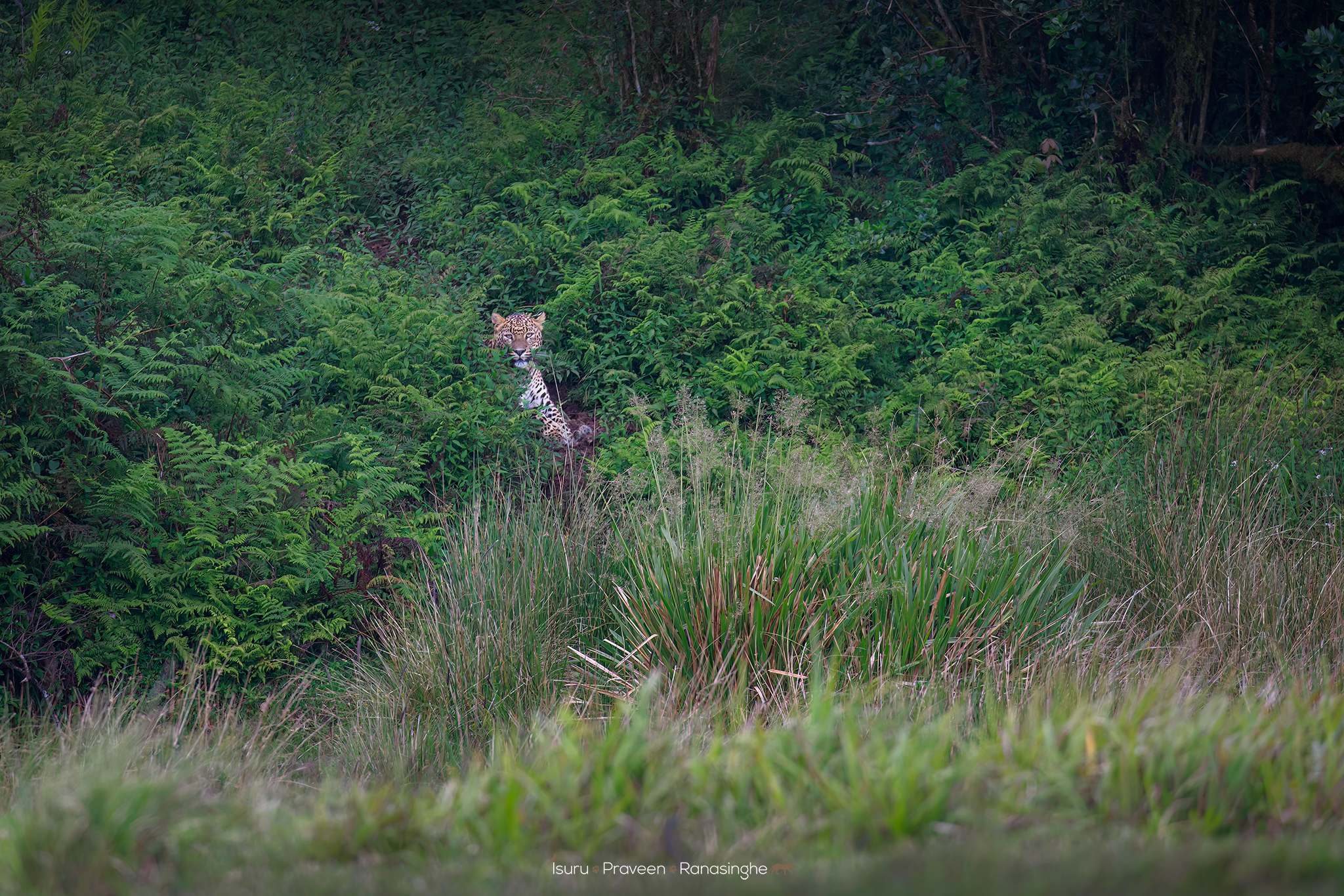 Horton Plains Highland Trek