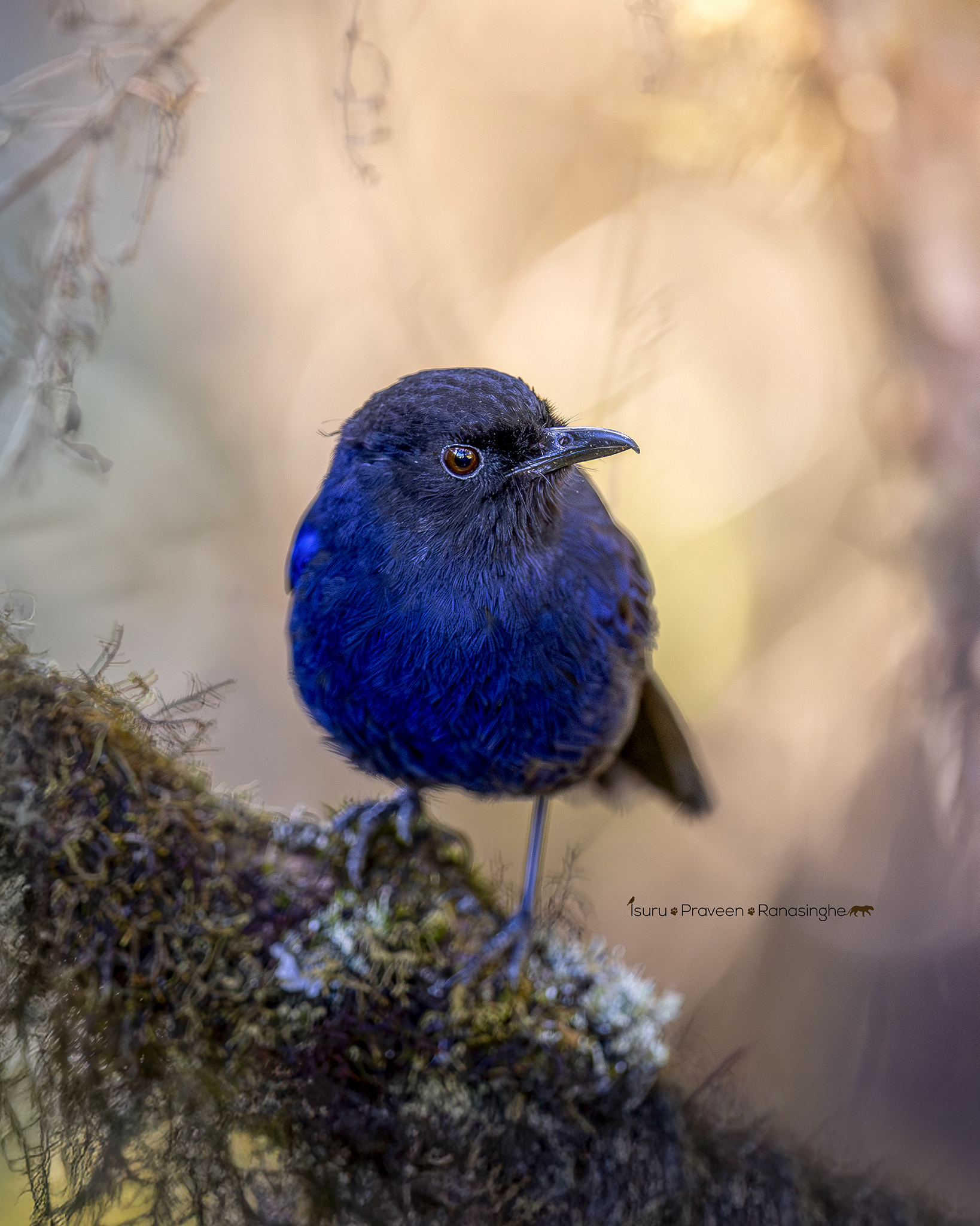 Horton Plains Highland Trek