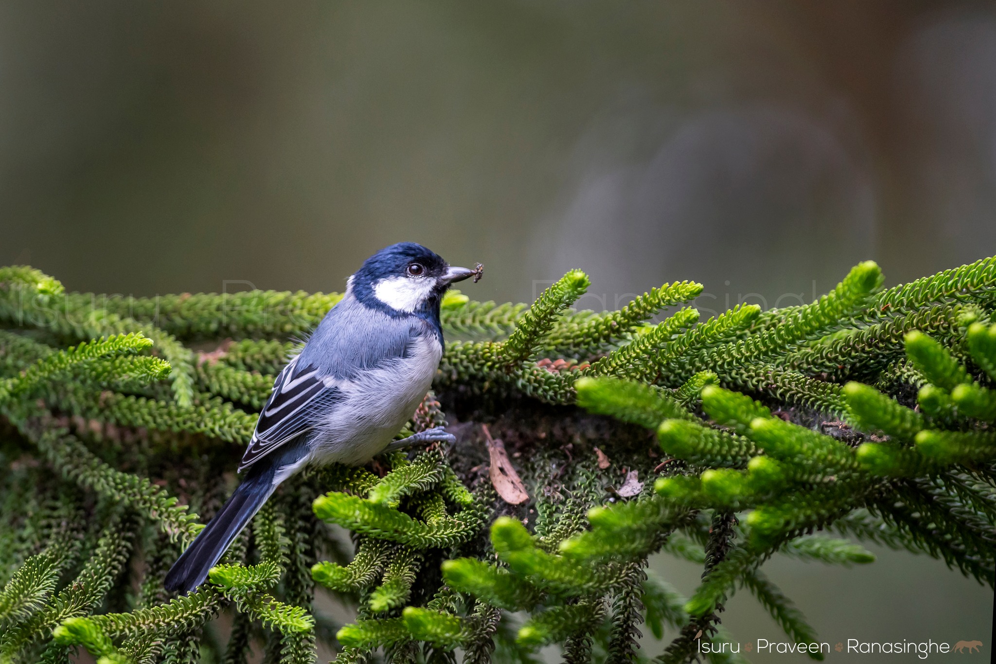 Horton Plains Highland Trek