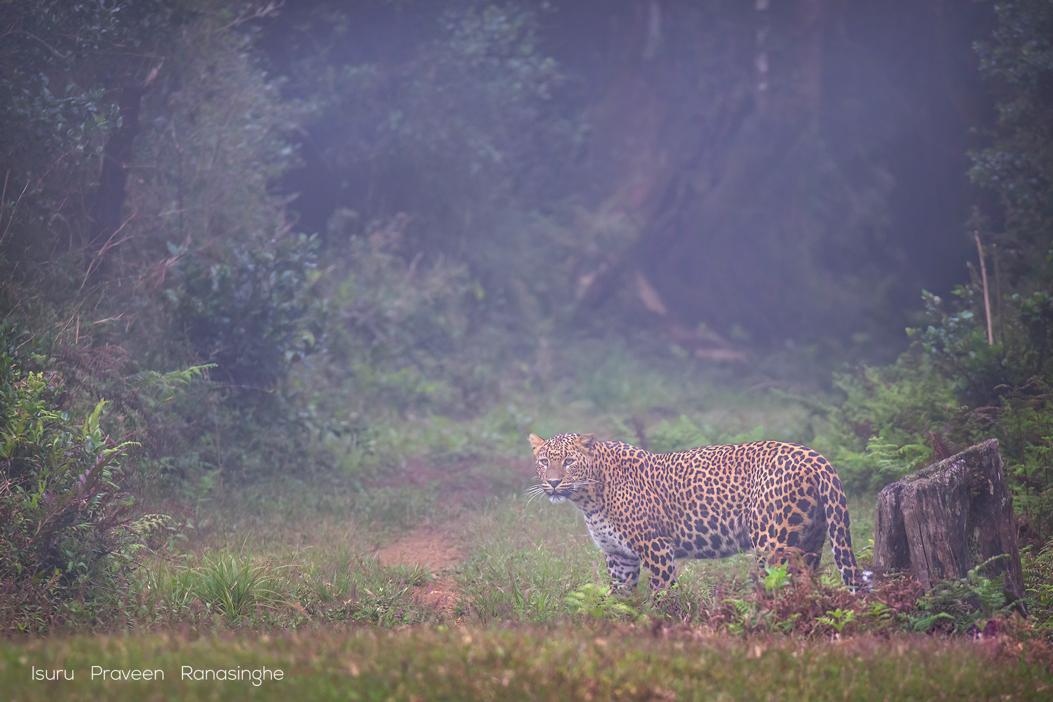Horton Plains Highland Trek