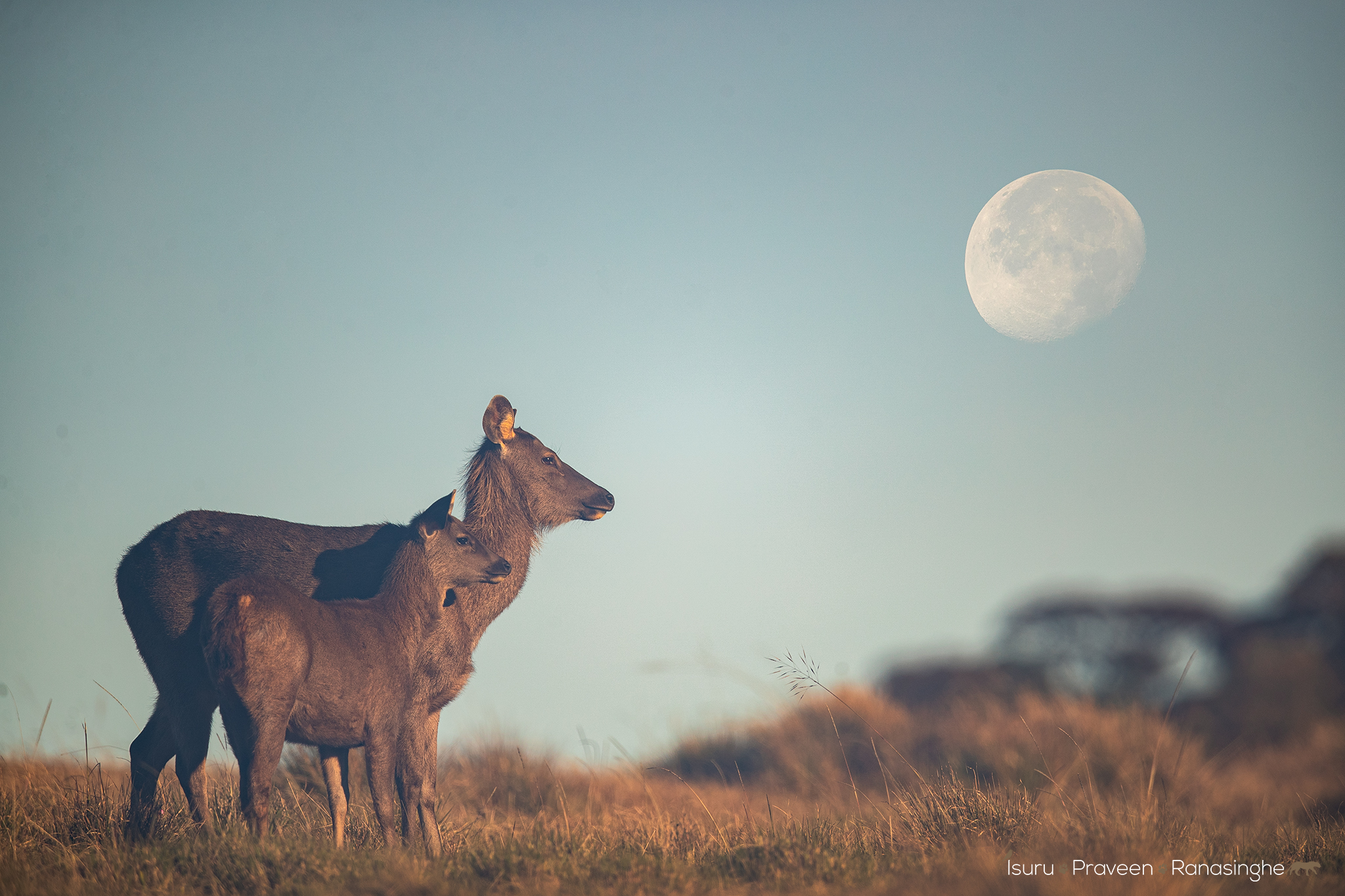 Horton Plains Highland Trek