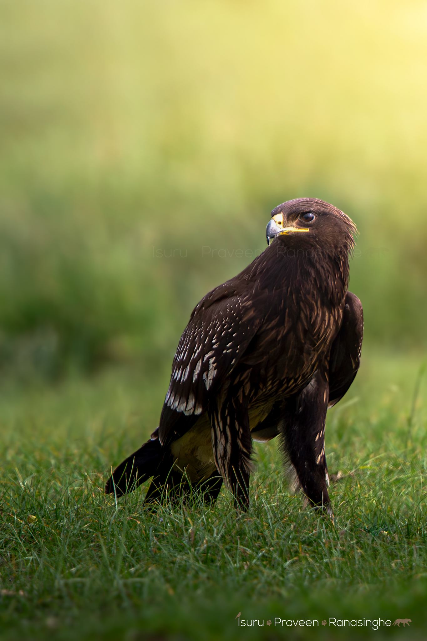 Kumana Bird Sanctuary Expedition