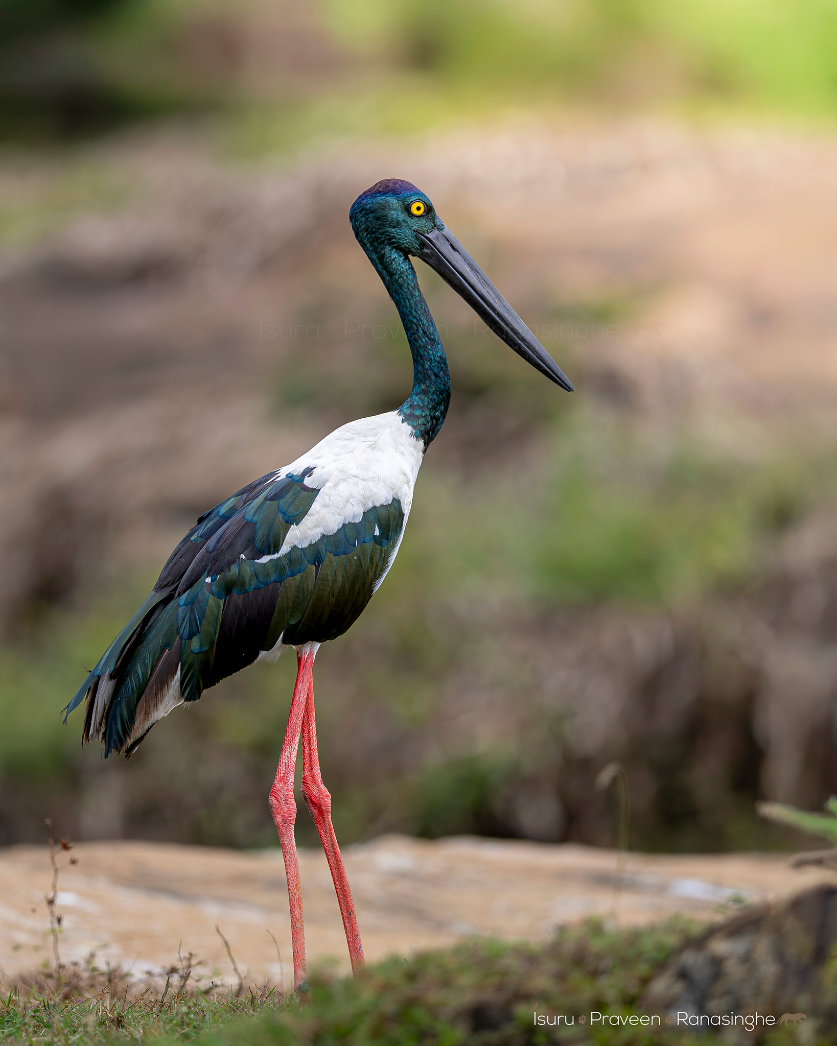 Kumana National Park Safari