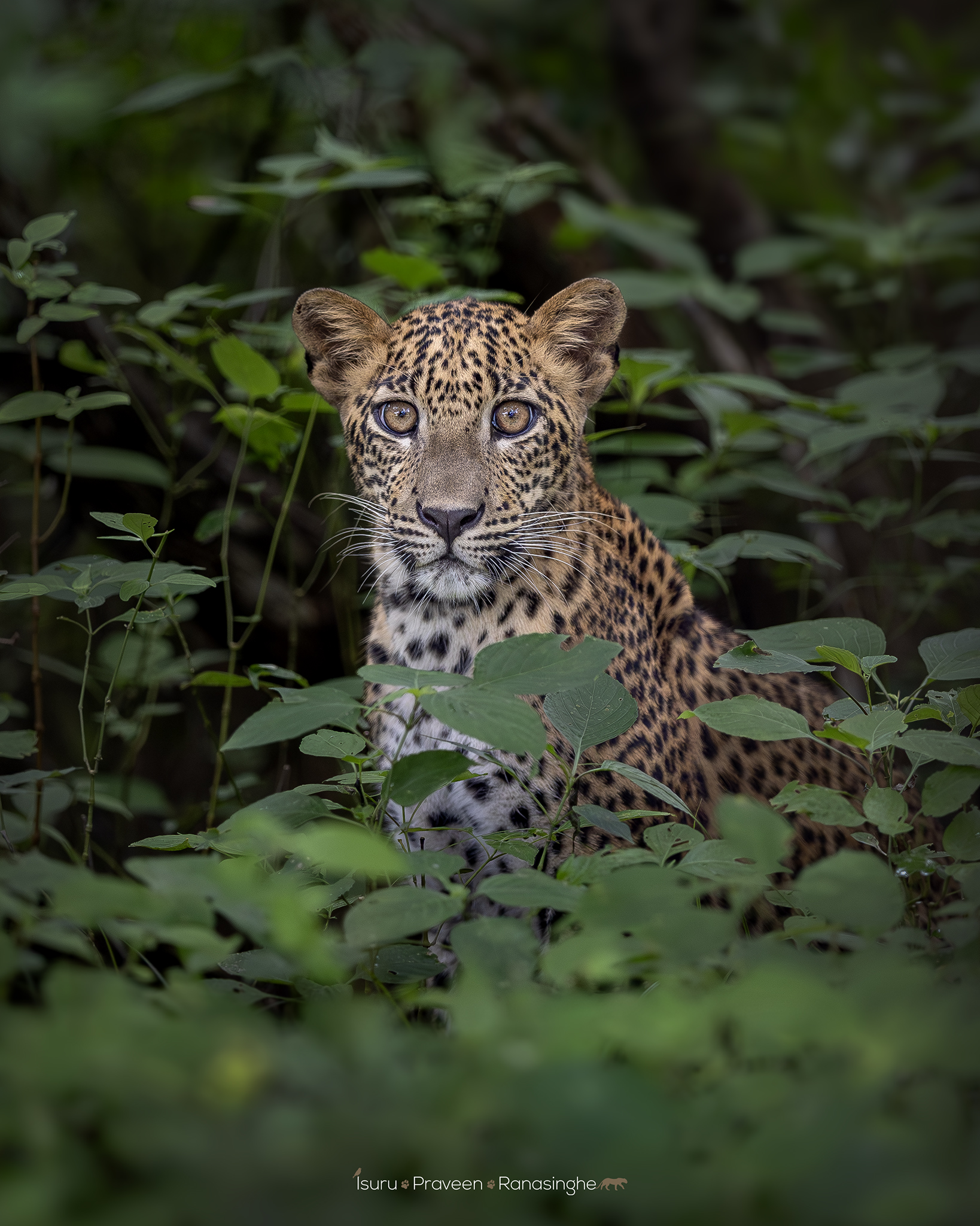 Kumana National Park Safari
