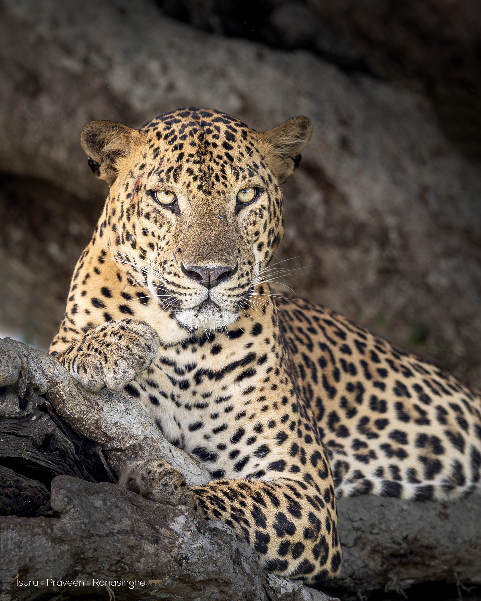 Kumana National Park Safari