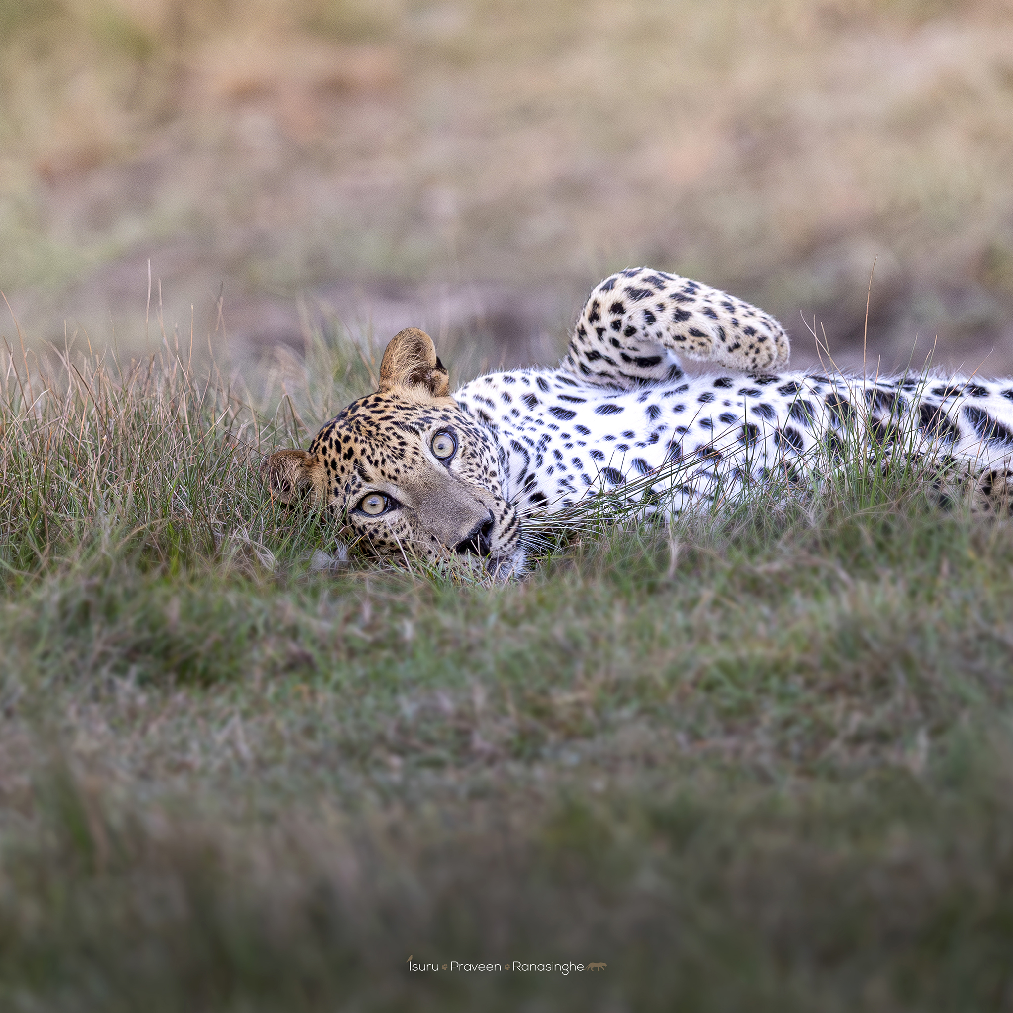 Kumana National Park Safari