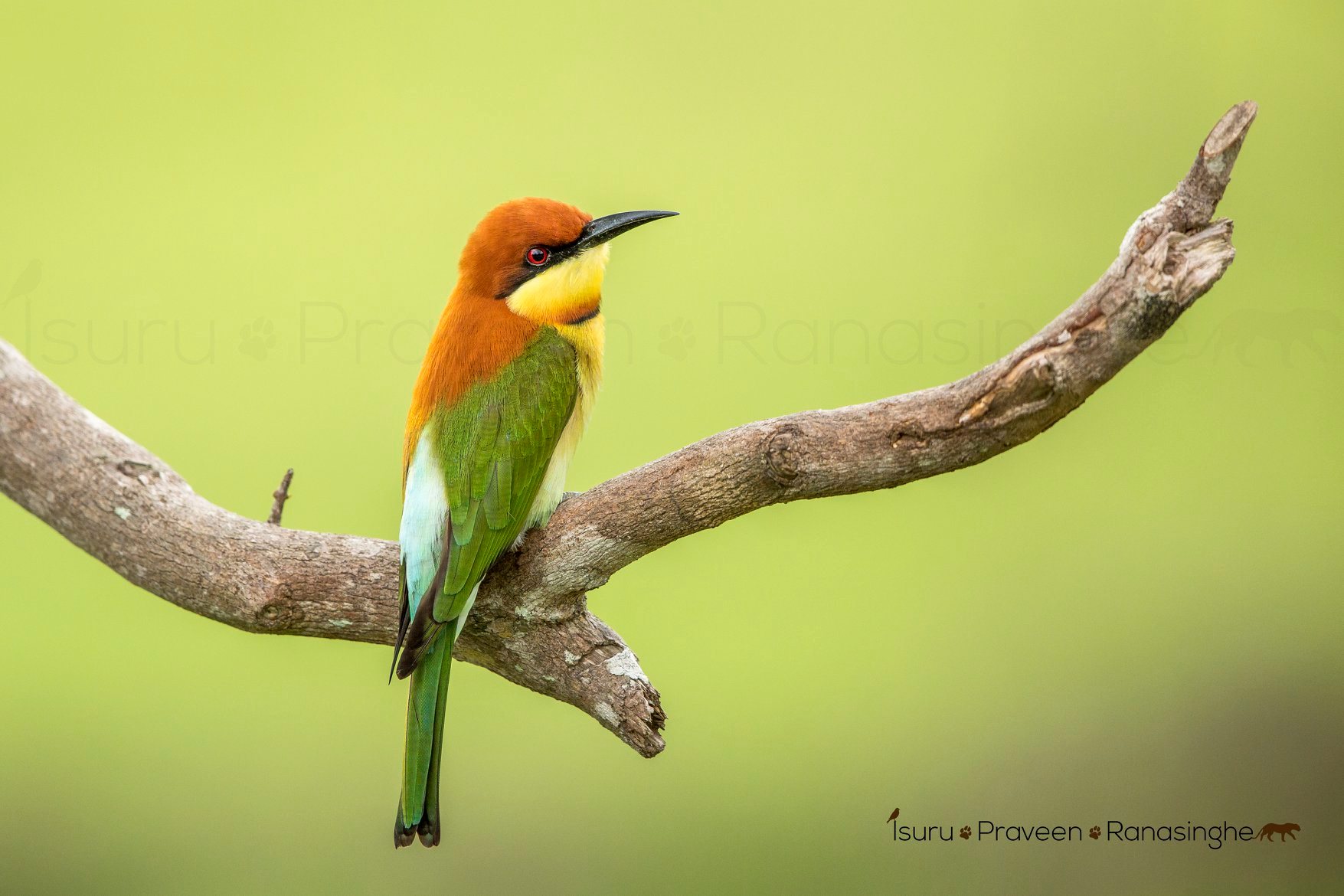 Kumana National Park Safari