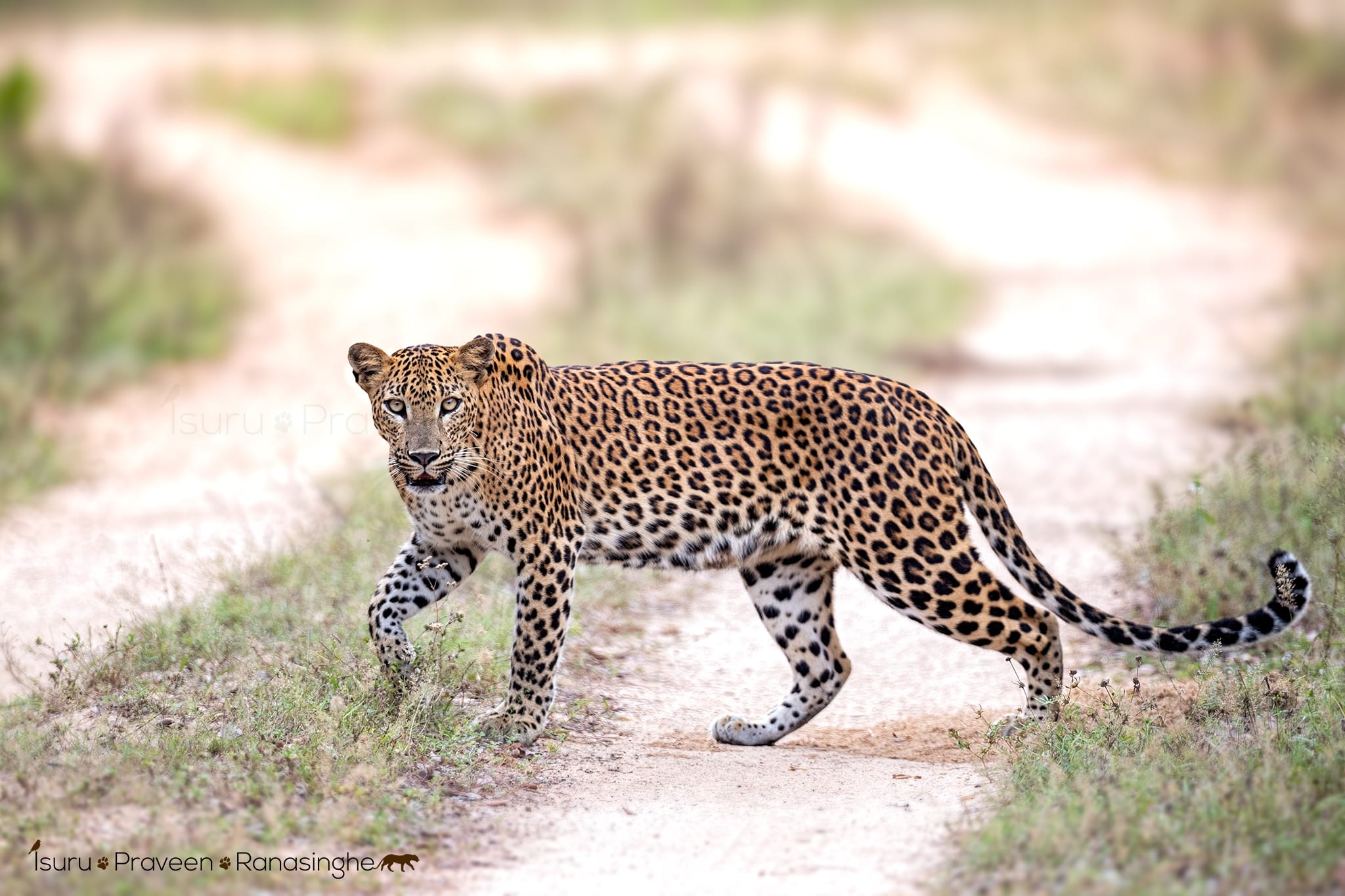 Kumana National Park Safari