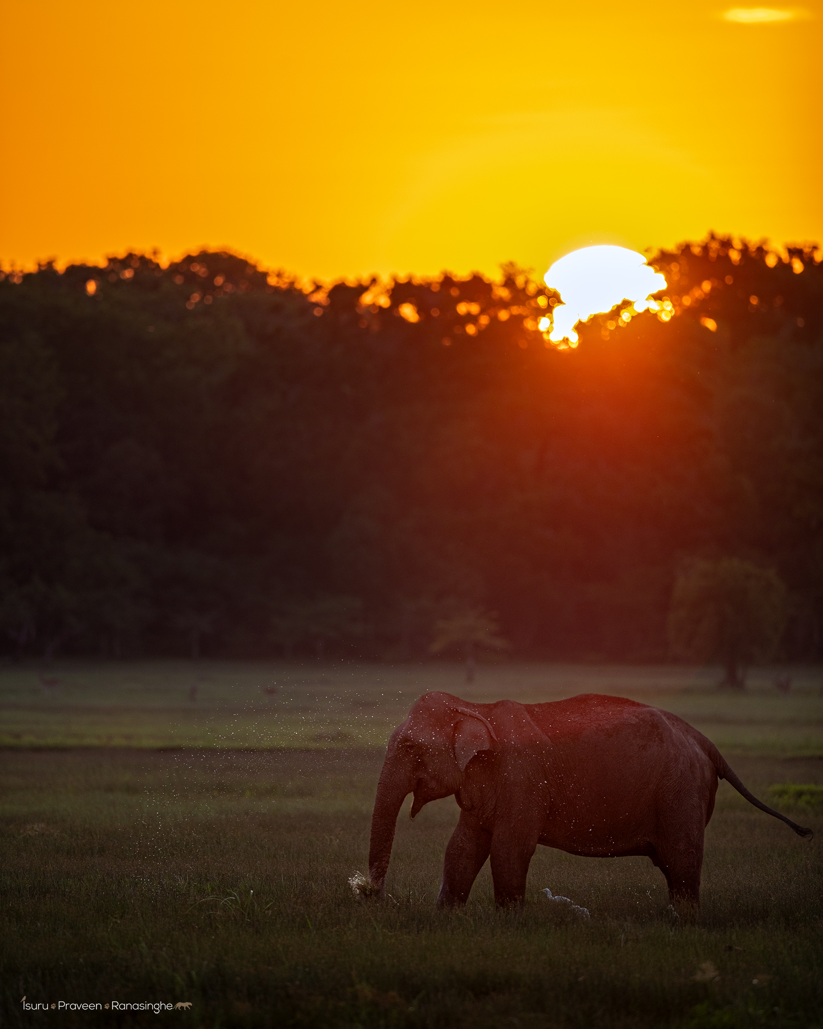 Kumana National Park Safari