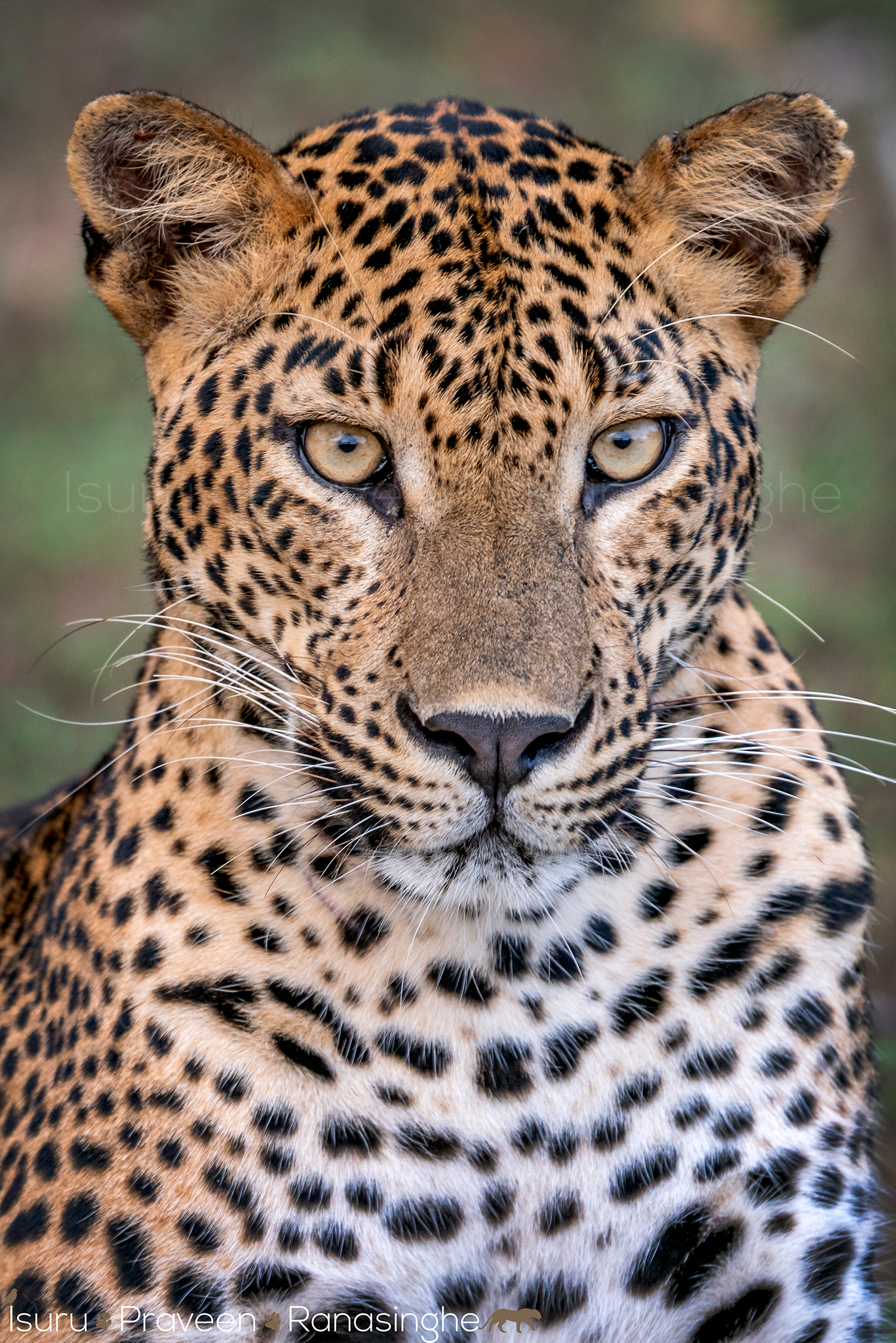 Kumana National Park Safari