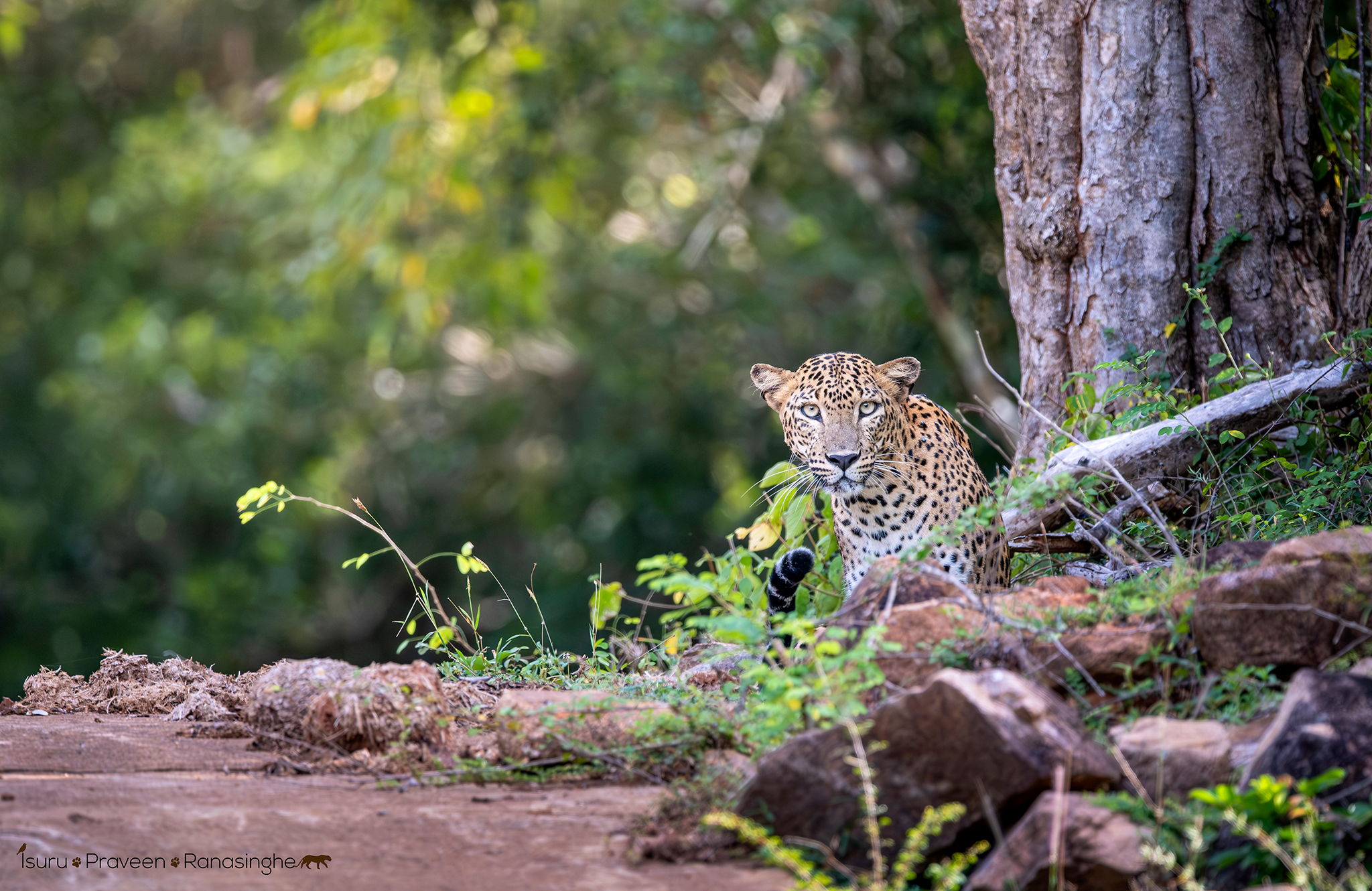 Kumana National Park Safari