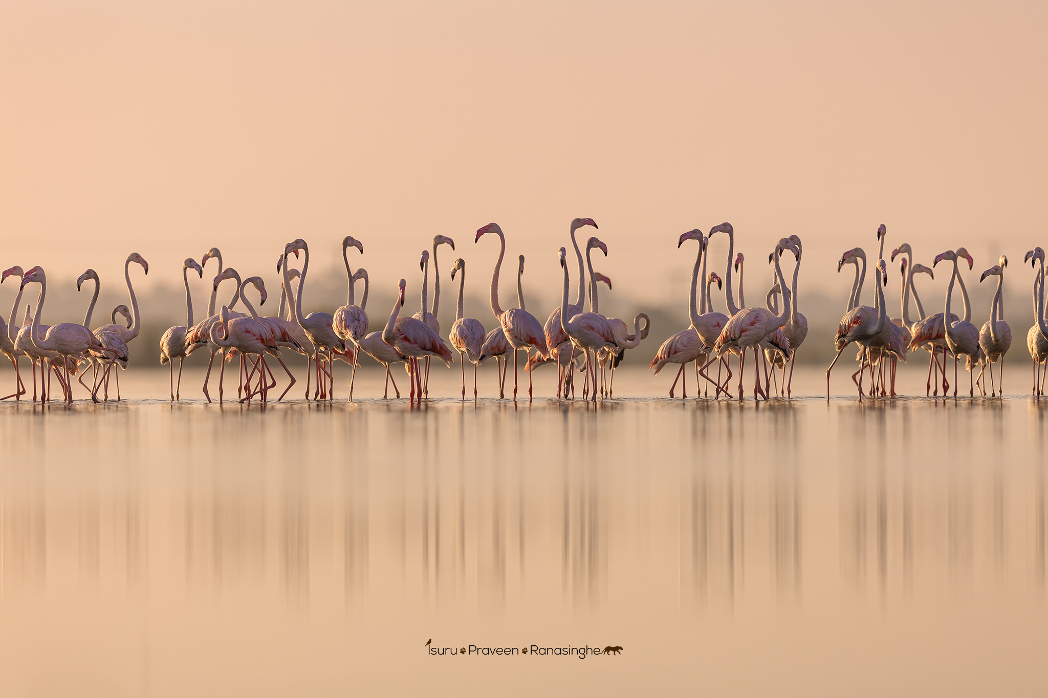 Mannar Flamingo Safari