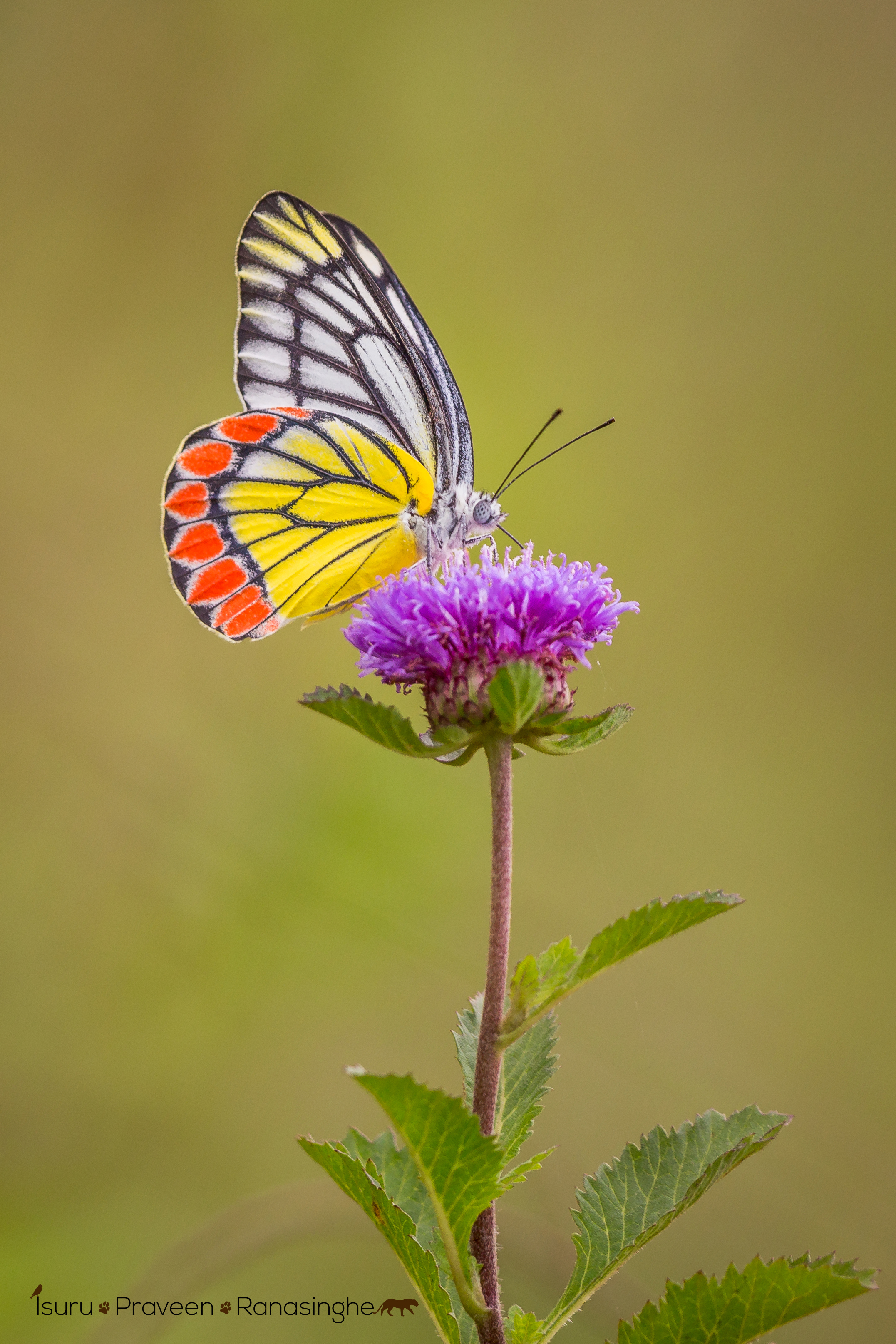 Mannar Flamingo Safari