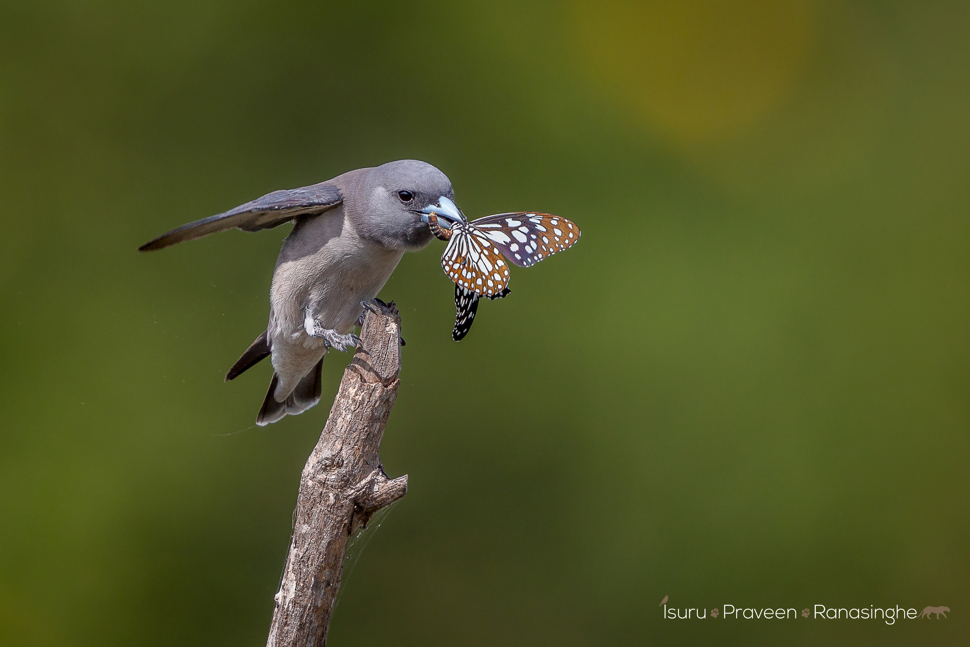 Mannar Flamingo Safari