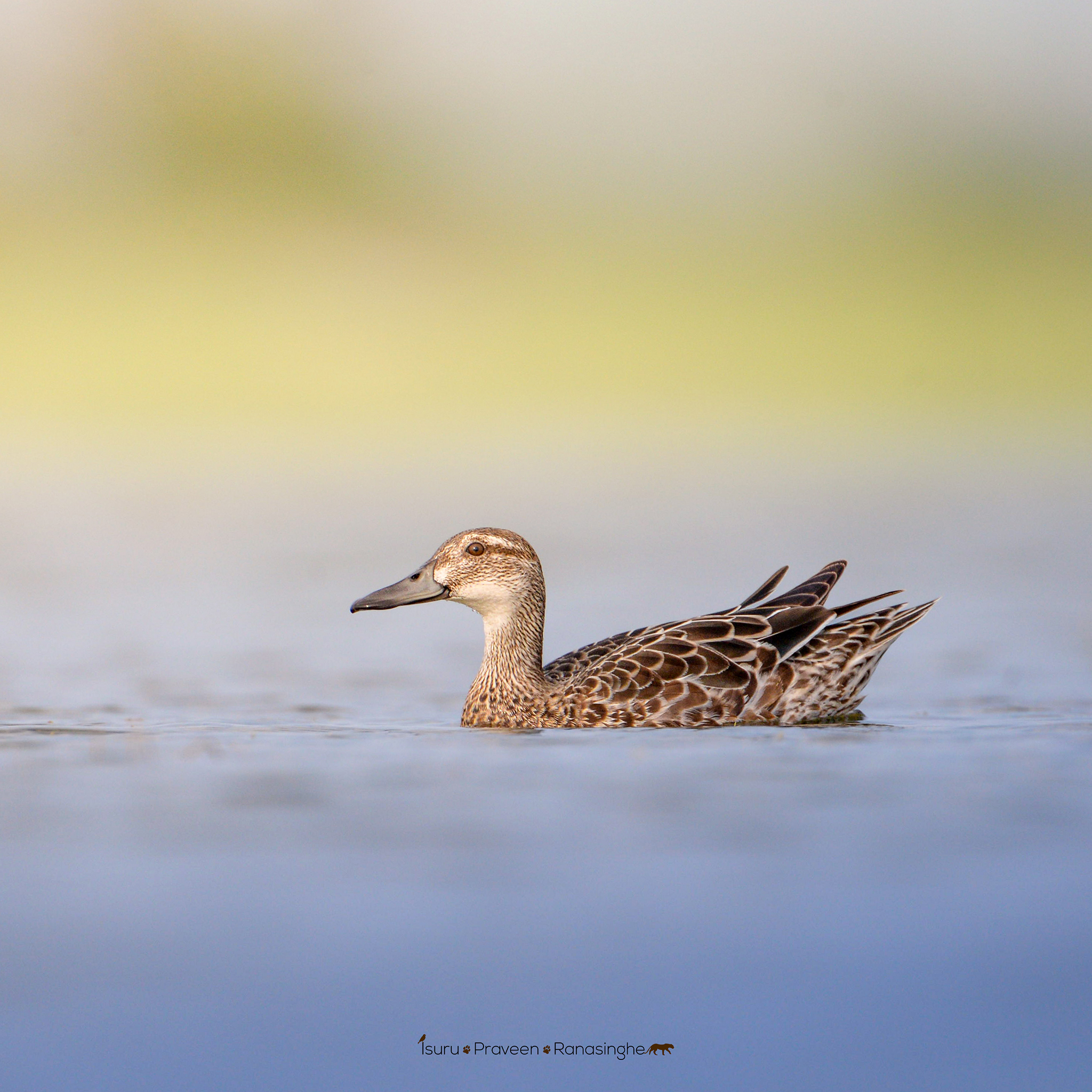 Mannar Flamingo Safari